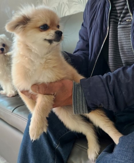포메라니안 이미지 파일 입니다.